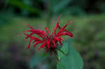 Scarlet beebalm